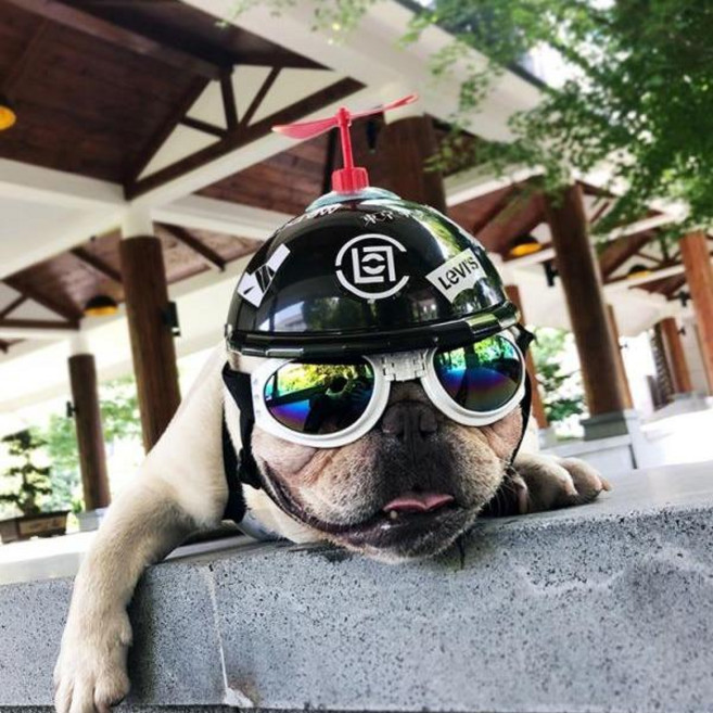 프렌치불독 퍼그 강아지 헬멧 보스턴테리어 라이딩 모자, 블랙 S, 1개