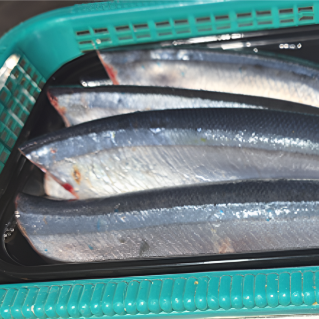 자연가득 손질 생물 꽁치 1kg 7미내외 /손질 후 7-800g 머리 내장 제거