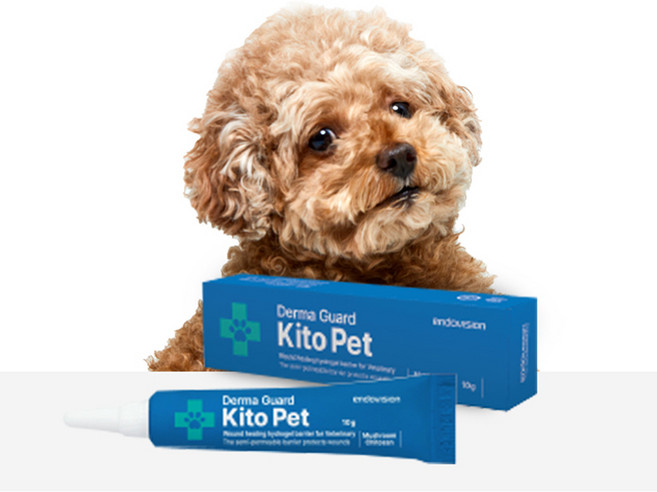[반려동물]키토펫 연고 10g 1개 강아지 상처연고 고양이 피부병 아토피 피부염 구내염 링웜 턱드름 습진 동물용 의료기기 창상피복재 (유통기한 2026.07 / 특가)