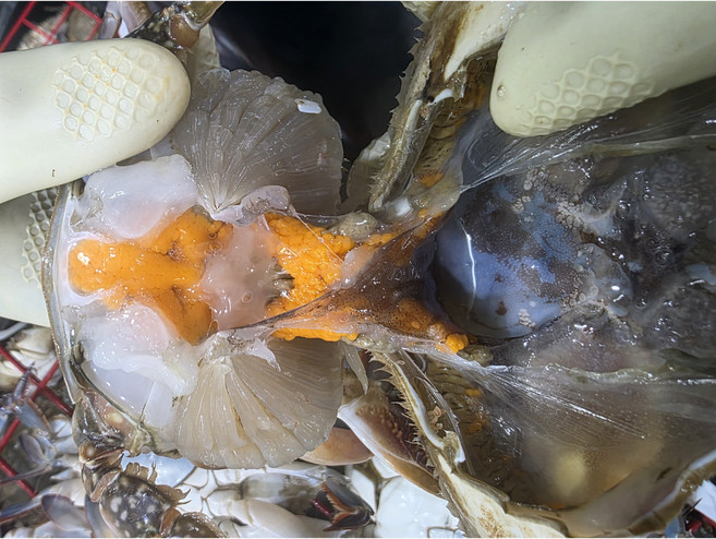 살아서 얼린 연평도 프리미엄 급냉 암꽃게 가성비 [2025년] 꽃게탕 찜용, 1박스, 급냉 암꽃게 5kg (15~20미 내외/수분포함 중량)