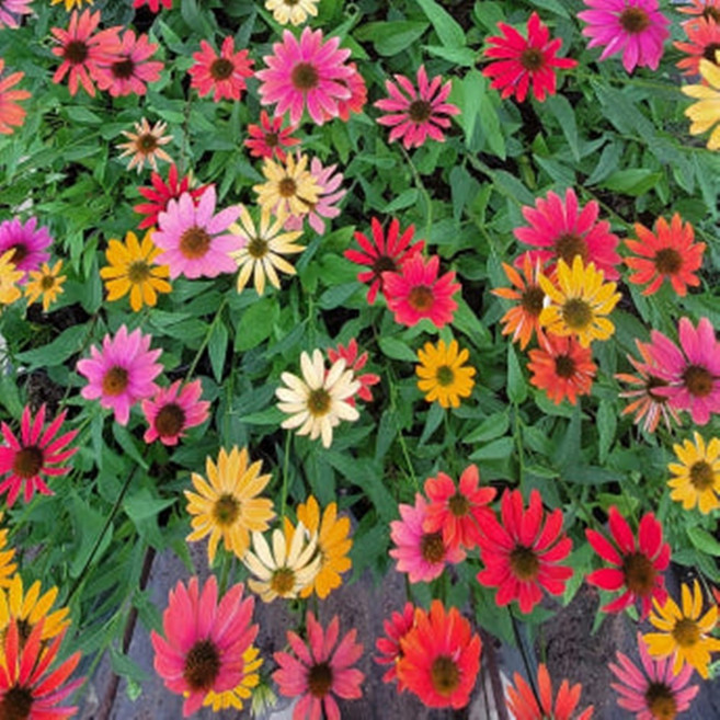 웃음꽃농장 노지월동 야생화 에키네시아 9cm 4포트, 1개, 믹스 모종 8구