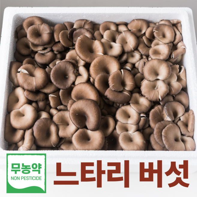 느타리버섯 무농약 국내산 느타리버섯, 1박스, 무농약 느타리버섯 2kg
