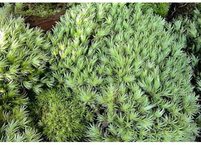 綠色苔蘚盆栽裝飾 適用於水族箱與花園, 1個