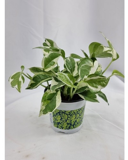 서비내 엔조이스킨 스킨답서스 음지식물 수경재배, 1개