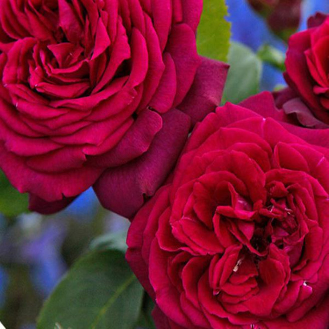 독일장미 정원장미 ( 그레핀 디아나)장미나무 묘목 rose056