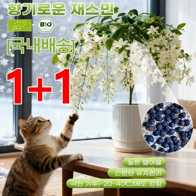 [국내배송] 1+1 우주 실험을 통해 개발된 내한성 품종!겨울철 수평 재스민, 6개, 화이트 - 쿠팡