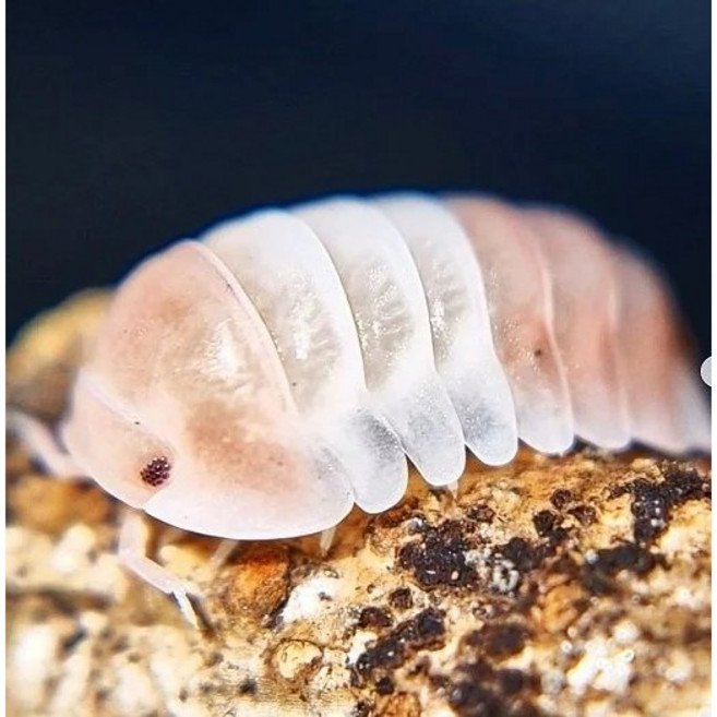 [안전포장] 엔비 등각류 쥐며느리 기본형 키우기 세트 5마리 분해생물 장수풍뎅이 사슴벌레 친구, 1세트, 쿠바리스 판다킹(핑크)