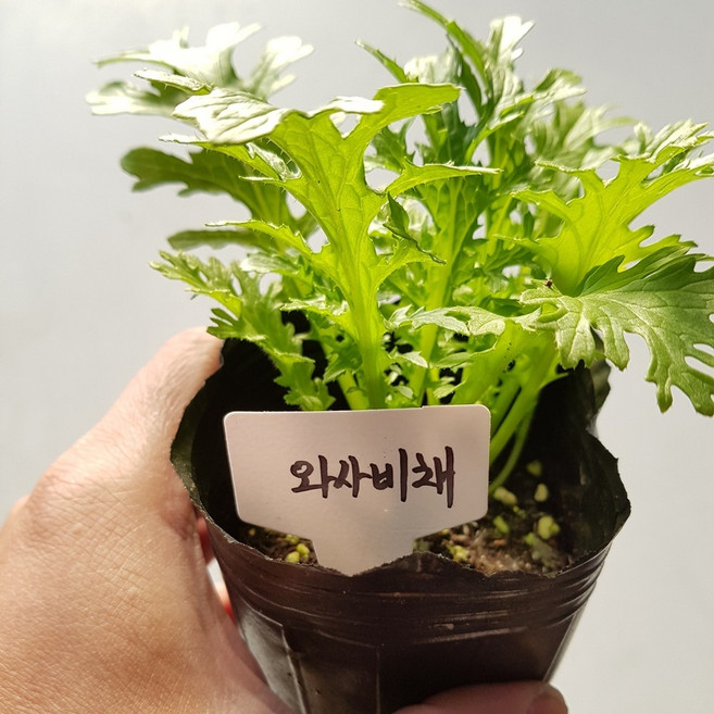[모종모종]와사비 채 (와사비맛쌈채)(큰컵), 1개