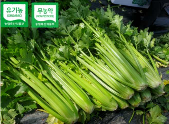 [산지직송] 유기농 무농약 샐러리 당일수확 인증농가, 1개, 4g