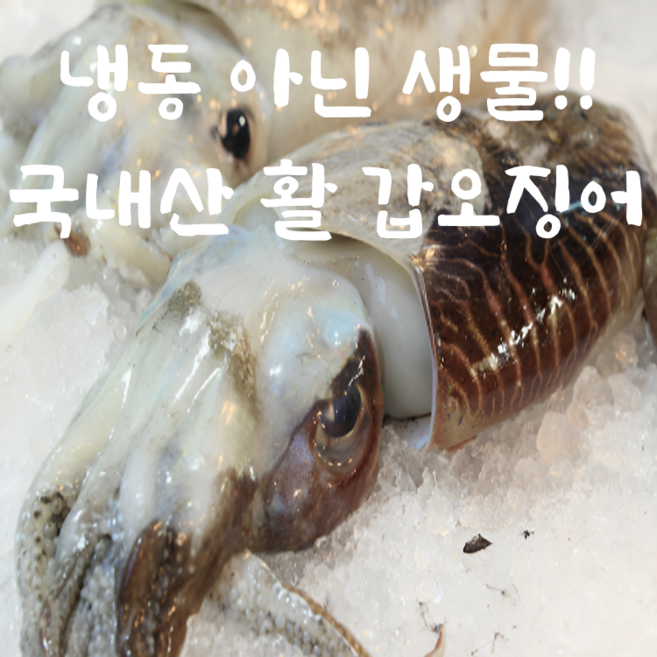 살아있는 국내산 100% 생물 갑오징어 산지직송 당일조업 당일발송 신선배송, 1개, 활갑오징어2kg