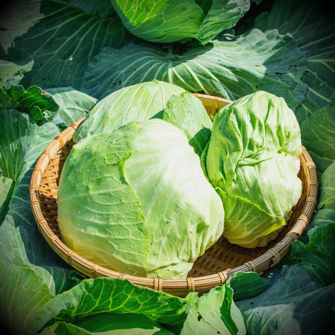 전남 무안 황토 통양배추 4통 6~7kg, 3kg, 1박스