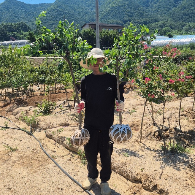 사과대추나무 묘목 왕대추 3년(접목2년) 결실주 나무 사홍 분묘 복조대추 묘목, 사과대추 3년, 1개