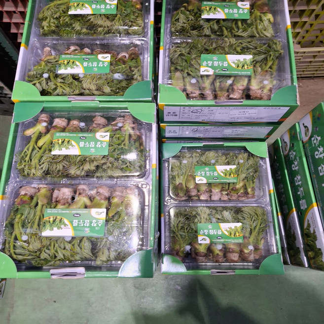 국내산 자연산 두릅 참두릅 실속형 두릅, 1개, 1kg