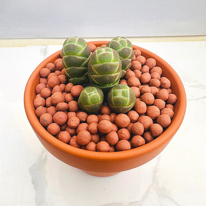 버클리 농장직송 산아래 다육이 생명력최고 키우기쉬운 공기정화 전자파차단 하월시아 다육 식물 선인장, 1개, 럭셔리