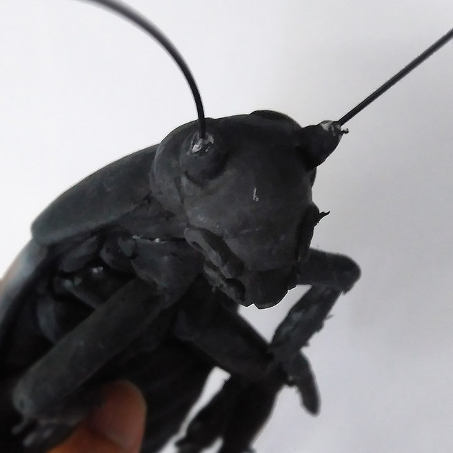 JL매직 리얼 왕바퀴벌레 모형, 1개, 검정