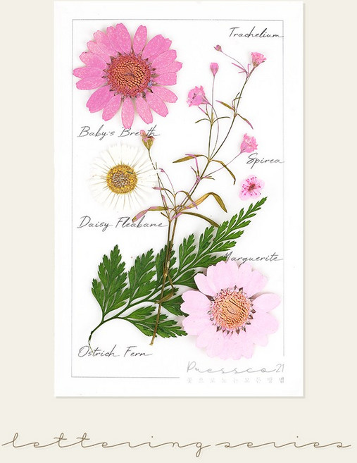 [국내 최초] 프레스코21 프리미엄 압화 레터링시리즈 S, 핑커부