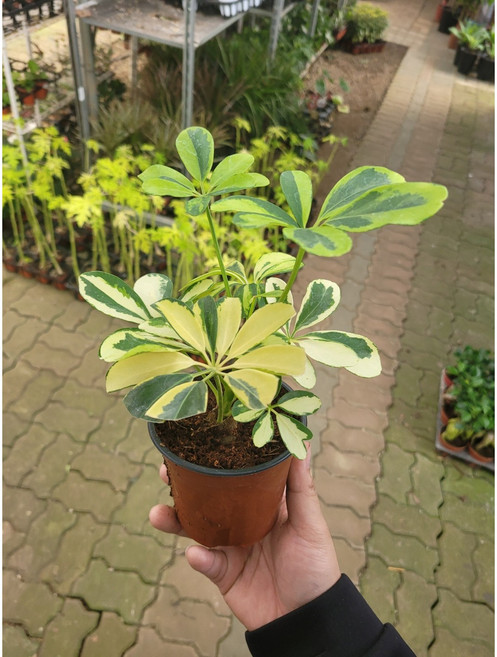 무늬특집 무늬홍콩야자 소품 10~25cm 29