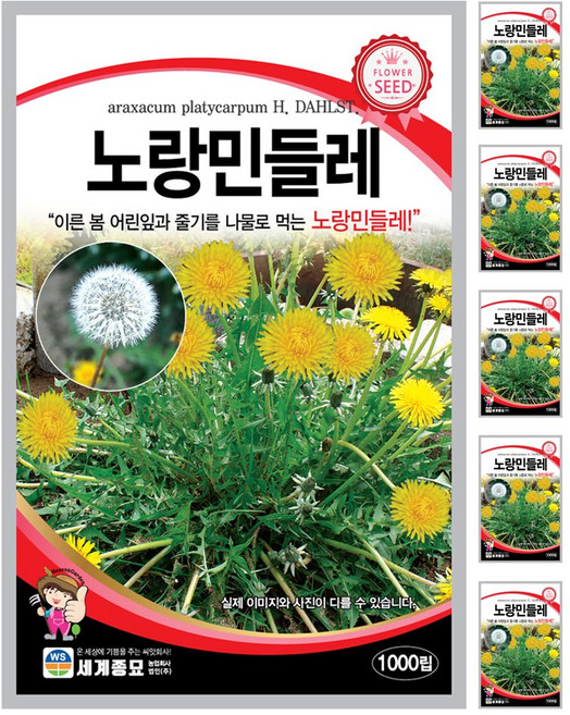 민들레 노랑 씨앗 꽃씨 1000립 꽃씨앗 세계종묘 모칸도, 6개