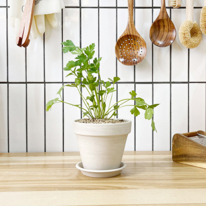 1+1 키친 허브 이태리파슬리/천연 향신료 향기나는 식물 허브 키우기, H27.이태리파슬리, H14.오데코롱민트