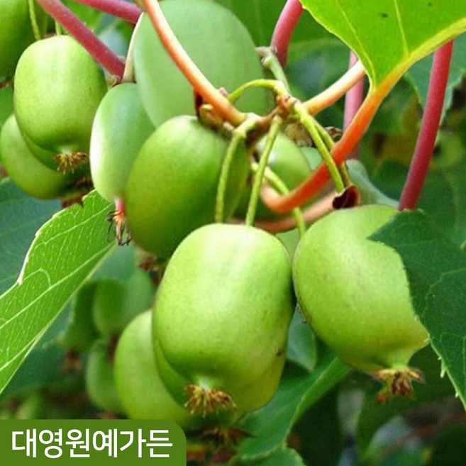 일세다래나무 포트 덩굴식물 자가수정, 10cm포트, 1개