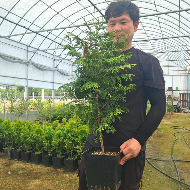 블루에로우 1M이상 화분묘 블루애로우 침엽수 조경수, 골든브라반트70cm