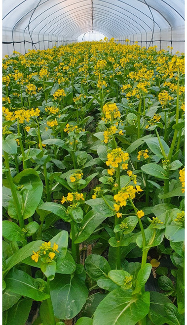 채심 국내재배 채심 꽃있는꽝똥 태국광동 꽝똥 동남아시아야채 광뚱(Chinese Cabbage), 500g, 1개