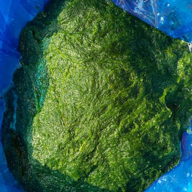 더드림농수산 전라도 찰 감태, 1박스, 감태 03kg