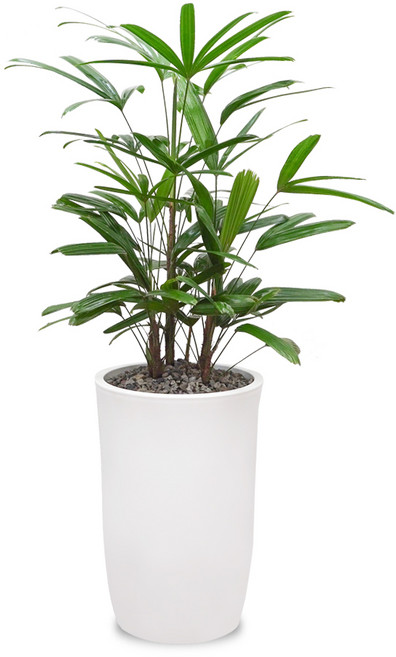 식물임당(화분받침+리본증정+당일배송) 전국 택배발송 공기정화식물 개업 축하화분 중형, 1개, 14. 관음죽