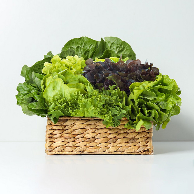 당일수확 유로피안 샐러드 채소 3~5종 랜덤구성 European Salad Mix, 1박스, 1kg