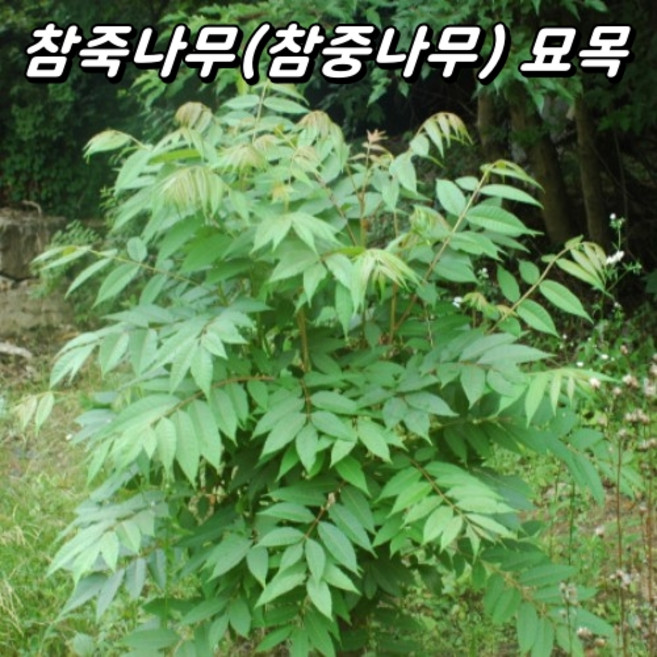 참죽나무 1년생 3.5치포트묘 약용수 새순 나무 묘목 참중나무, 3개