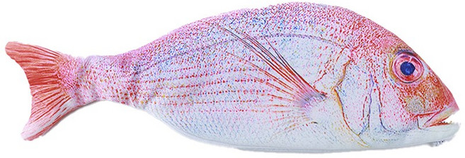 허니잼 리얼 생선 필통 광어 물고기 파우치 펜슬케이스 쓸데없는 웃긴 선물 5type, 1개, 참돔