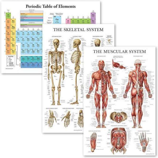 궁전 학습 3팩 - 원소 주기율표 포스터 흰색 근육 및 골격계 해부도 라미네이트 18인치 x 24인치, LAMINATED, 18" x 24"