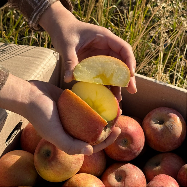 [재구매 폭주] 14brix 벌꿀당도 부사 청송사과, 1박스, 3kg