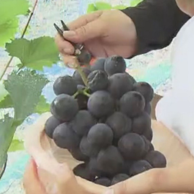 26년 햇 고당도 송산포도 캠벨포도 산지직송, 1개, 캠벨포도 2kg (6-10수 내외)