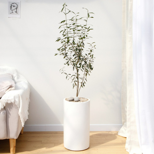 드셀플라워 금전수 돈나무 개업 화분 집들이 선물 승진 사무실 이전 병원 개원 식당 개업식 축하 화분 배달 당일배송, 43.올리브나무 × 1개