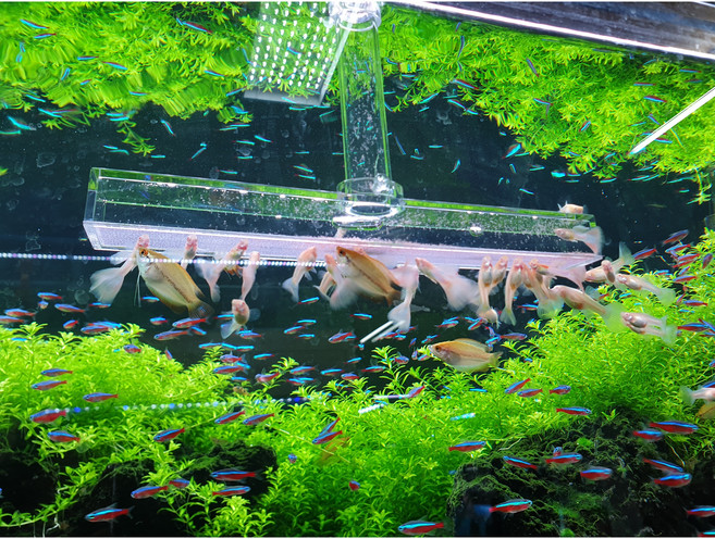 브라인급여기 L형 (길이 35cm 45cm 옵션선택) 브라인쉬림프급여기에 실지헤더 호환 가능, 1개