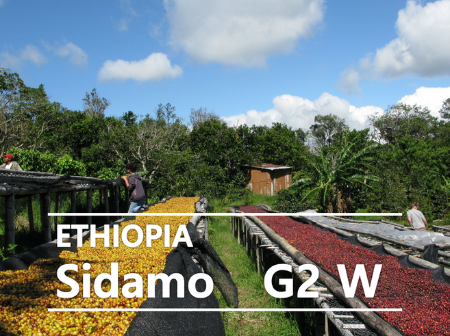 어라운드트레이딩 에티오피아 시다모 G2 생두, 1kg, 1개