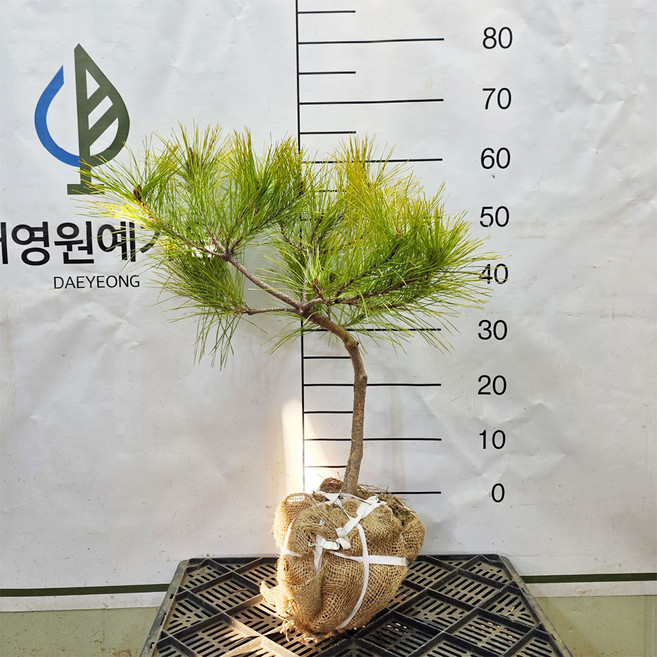 [대영원예가든] 황금소나무 3년생 황금송, 1개, R2내외 흙분