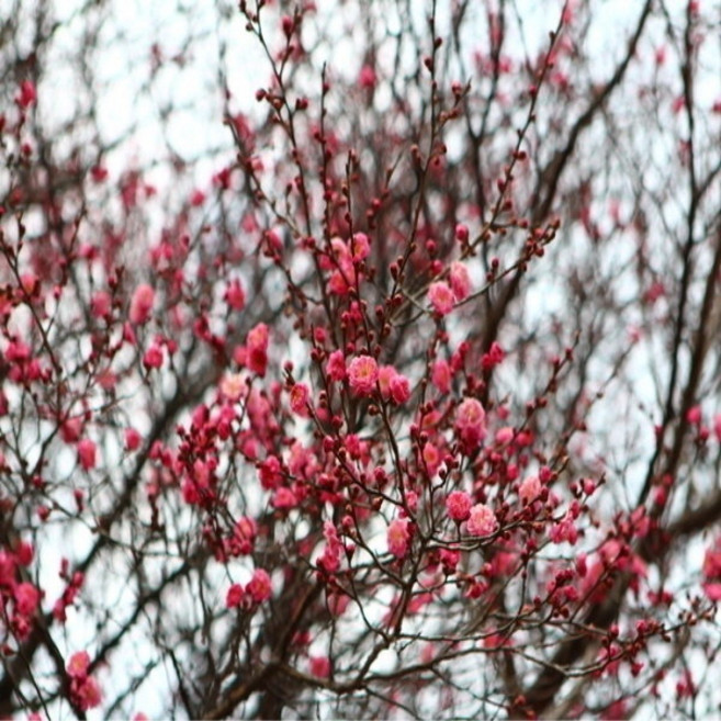 키움원예조경 설중매 접목묘목 2년생 1주, 1개