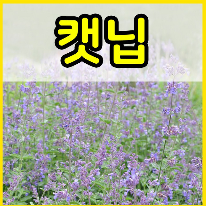 꽃씨몰 꽃씨 봄 파종 여름꽃씨 가을 노지월동 다년생 야생화 양귀비 종자 꽃씨앗, 1개