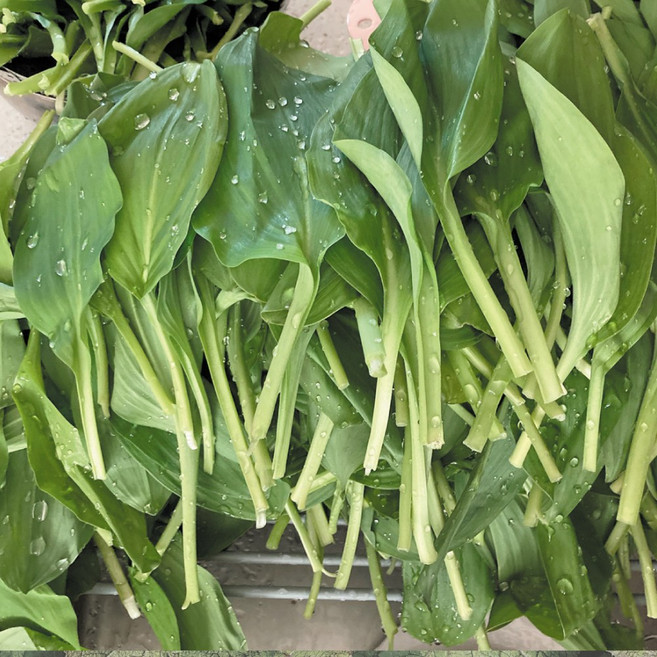 강원도 평창 채미농원 고랭지 명이나물 산마늘 1kg, 1개, 명이 1kg