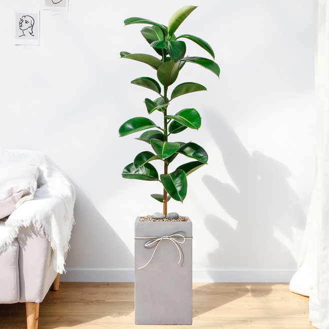 드셀플라워 금전수 돈나무 개업 화분 집들이 선물 승진 사무실 이전 병원 개원 식당 개업식 축하 화분 배달 당일배송 대형 그레이 사각 경량화분, 1개, 7.대형_인도고무나무 그레이 사각 경량화분