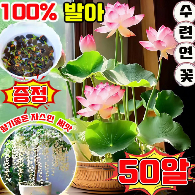 미니 수련 연꽃 씨앗 관상용 수경 재배 연꽃 씨앗 노지 월동 다년생 꽃 씨앗 혼합 색상 수경 식물 프리미엄 씨앗 증정 향기좋은 자스민 나무 씨앗 50알, 1개