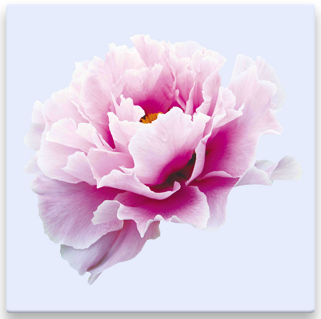 모란꽃 33종 돈들어오는 그림 한국화 캔버스액자 인테리어액자 거실액자 침실액자, 모란꽃23