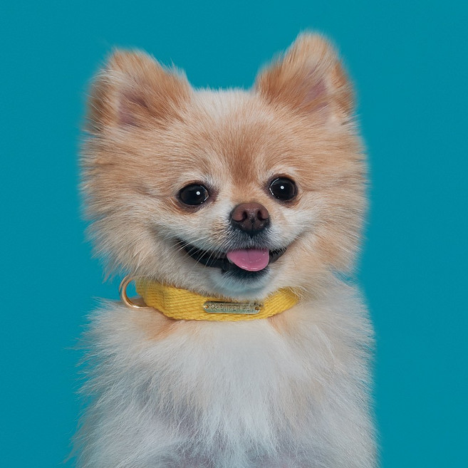 슈퍼펫 강아지 코튼 목줄 소형견 중형견 산책 개목줄 목걸이 순면100%, 옐로우, 1개