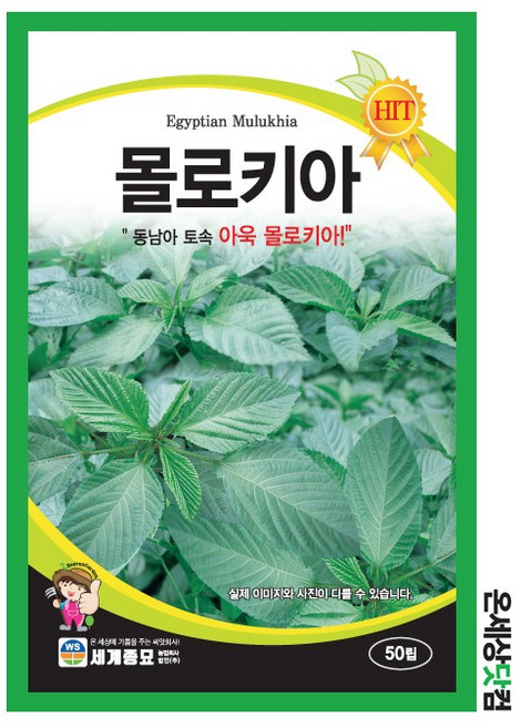몰로키아 50립 / 텃밭 종자 아욱씨앗 동남아채소, 1개