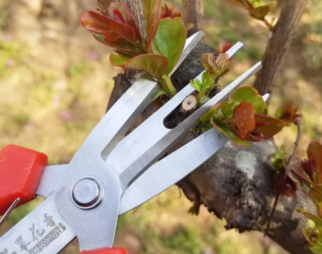 과일 적과 가위 꽃솎음 알솎음 사과 배 나무 포도, 1개, 01. 양구 과일 솎기 가위