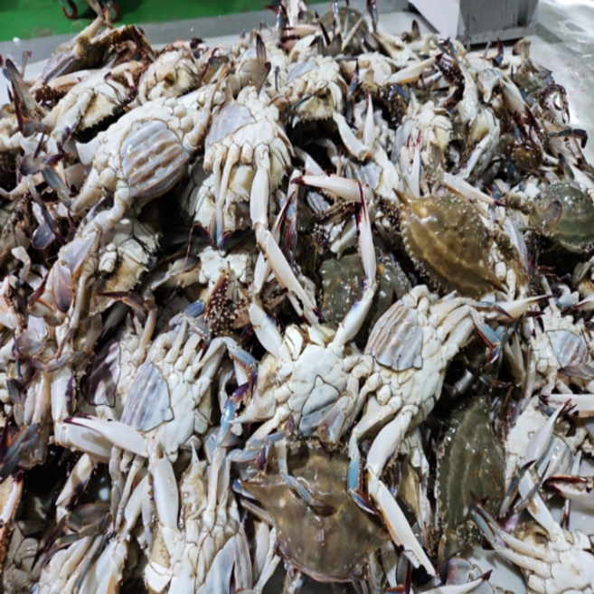 산지직송 국내산 서해 선동 활 암꽃게 1kg당 14 000원!! 5kg 7만원 무료배송!!, 1세트