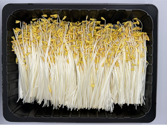 [새아누리] 메밀순, 노랑, 1개