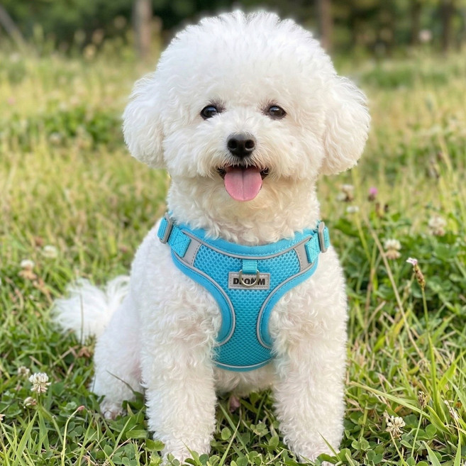 디아쿠아 야광 빛반사 메쉬 강아지 하네스 리드줄 세트, 스카이블루
